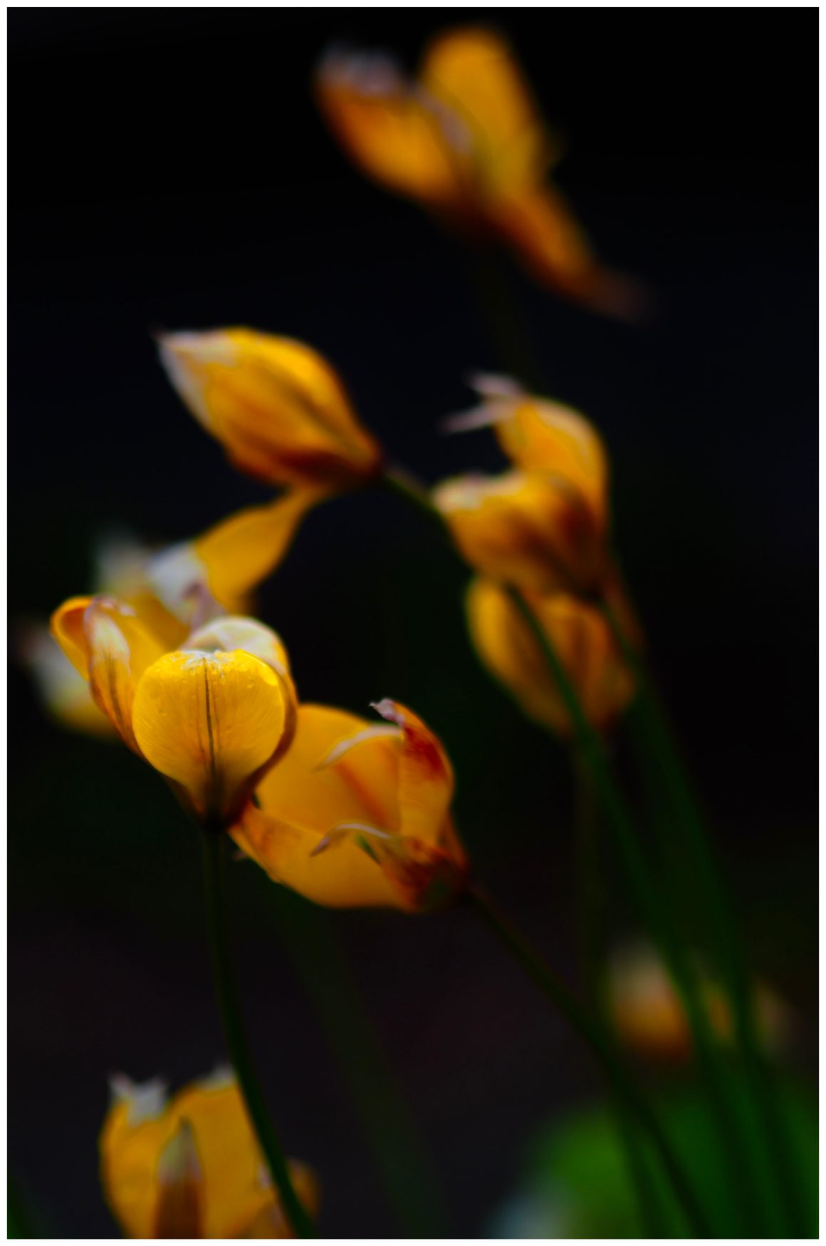 Tulipa sylvestris